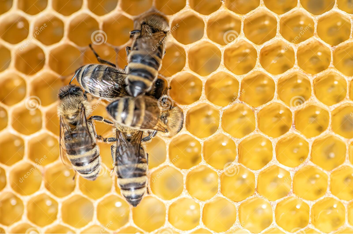 Cera Alveolada De Abelhas 100% Pura Colmeia Apicultura APIS - Agrobees
